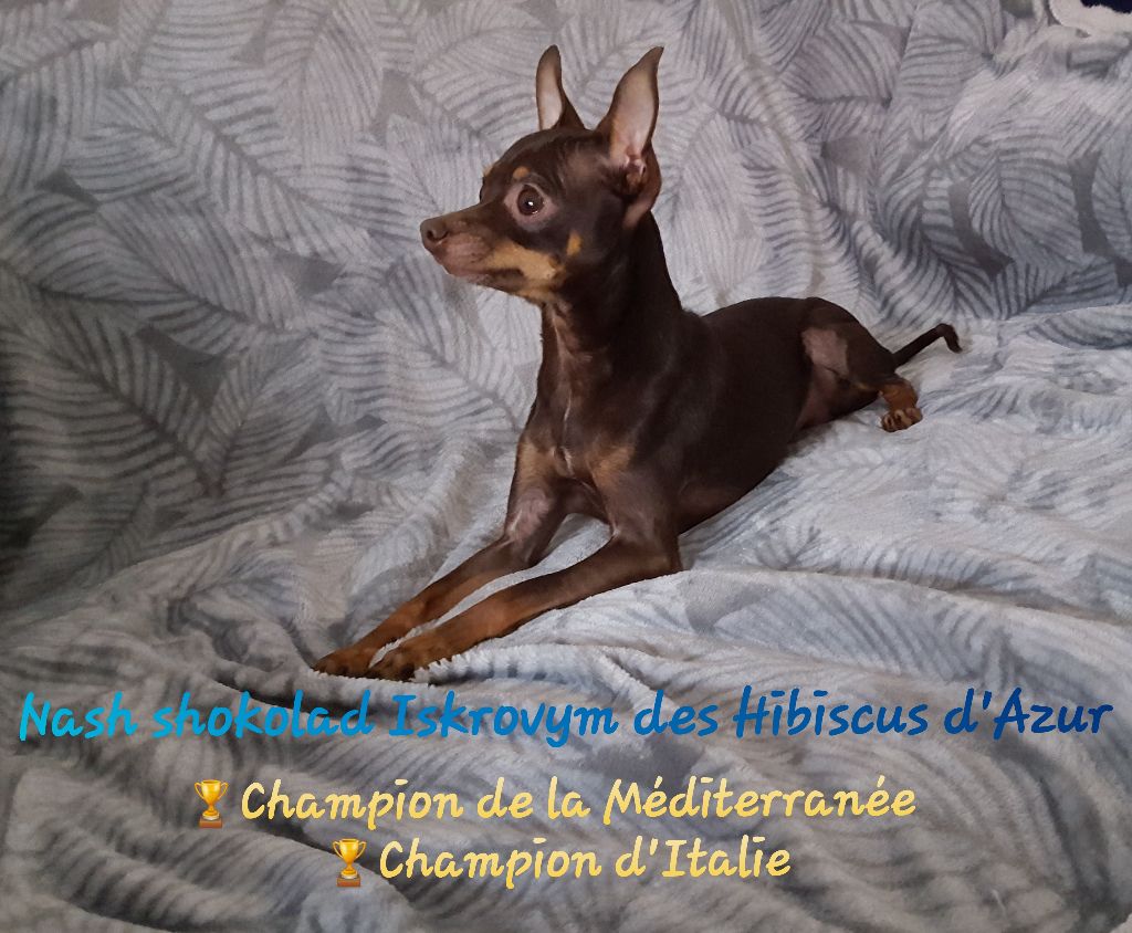 Des Hibiscus D'Azur - Nash Champion d'Italie !