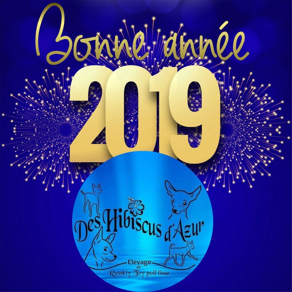 Des Hibiscus D'Azur - Bonne et Heureuse année 2019 !