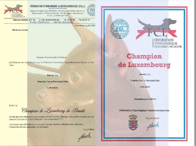 Des Hibiscus D'Azur - C'est officiel ! Tsar a reçu son titre de Champion de Luxembourg !