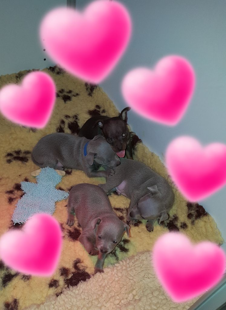 Des Hibiscus D'Azur - Histoire d'O suite ... les bébés ont un mois aujourd'hui !