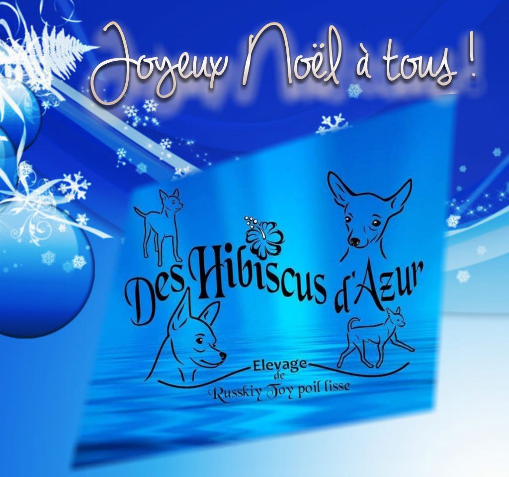 Des Hibiscus D'Azur - C'est Noël !