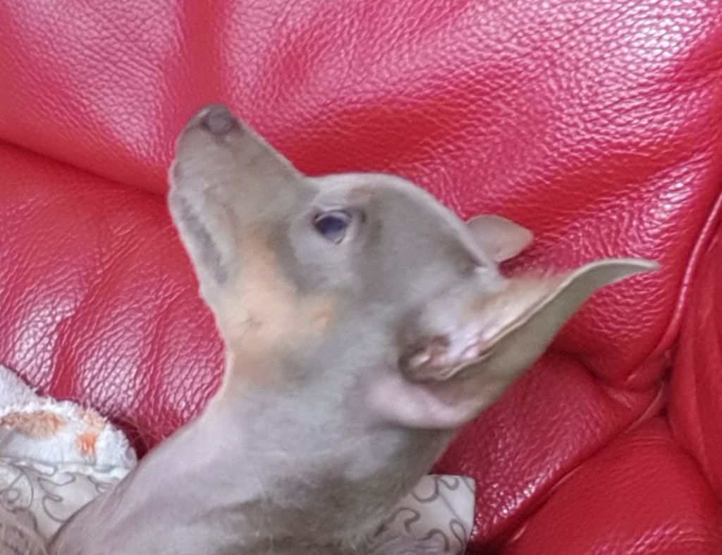 Des Hibiscus D'Azur - Arrivée d'une nouvelle princesse très attendue !