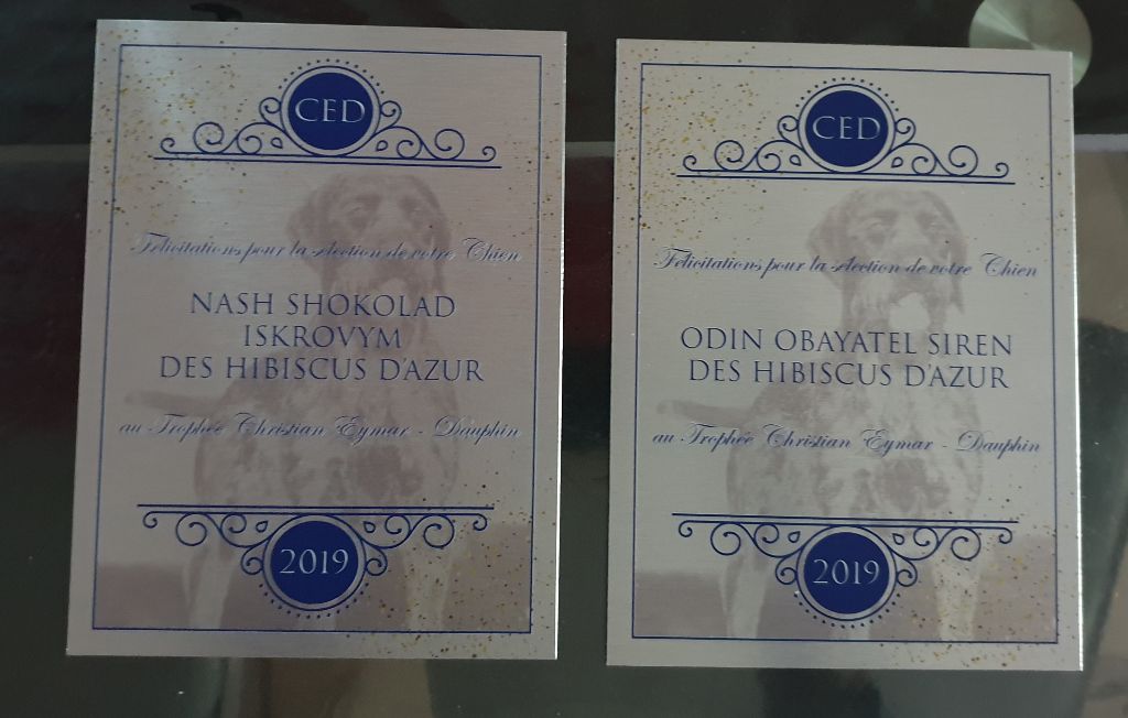 Des Hibiscus D'Azur - Trophée Christian Eymar Dauphin 2019