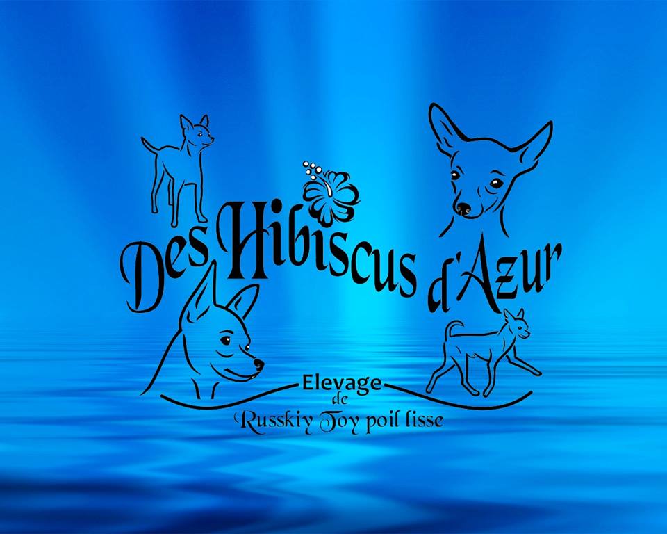 Des Hibiscus D'Azur