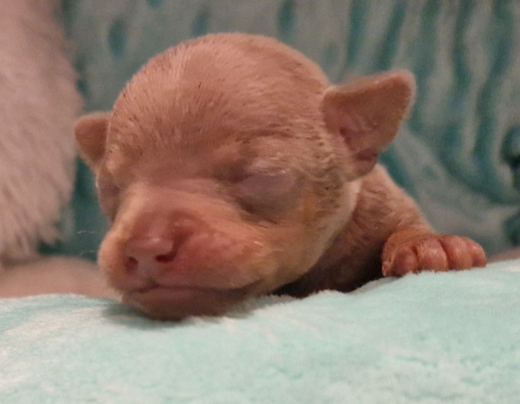 Chiot Russkiy Toy (Petit Chien Russe) Des Hibiscus D'Azur